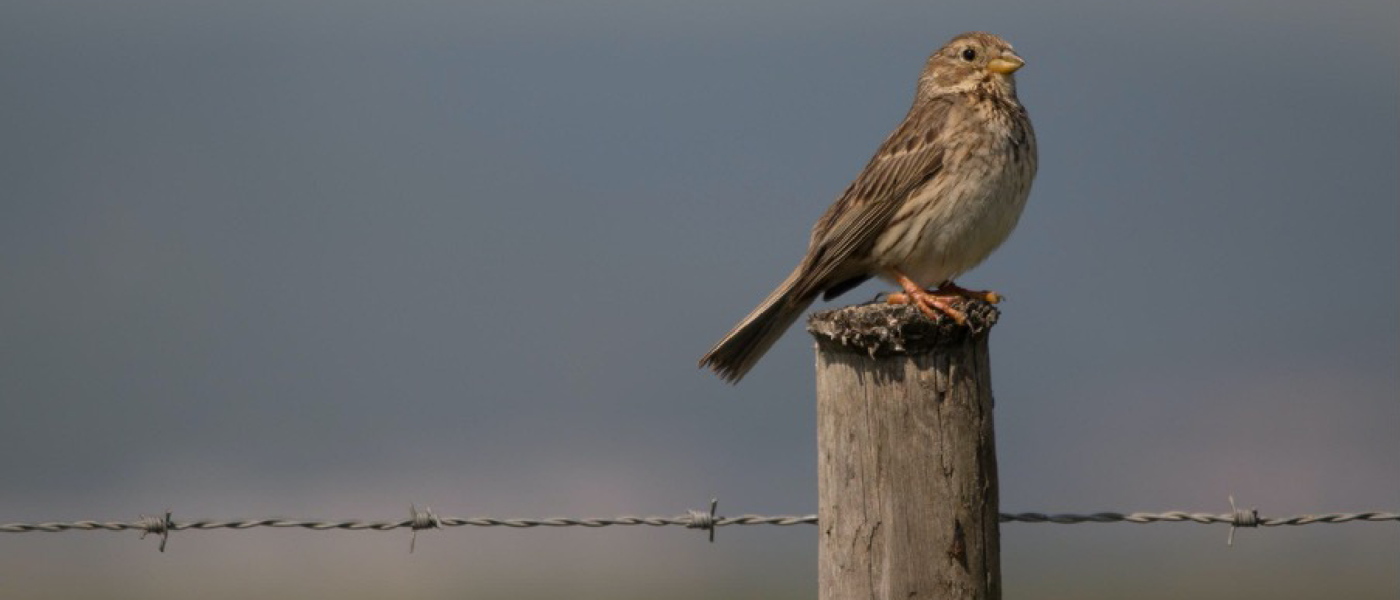 JASMIN helps track the impact of climate change on UK birds